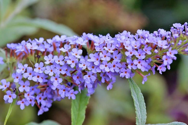 Buddleja davidii 'Buzz Sky Blue', Butterfly Bush 'Buzz Sky Blue', Summer Lilac 'Buzz Sky Blue', deciduous shrub, Blue flowers, fragrant shrub, Blue Butterfly Bush